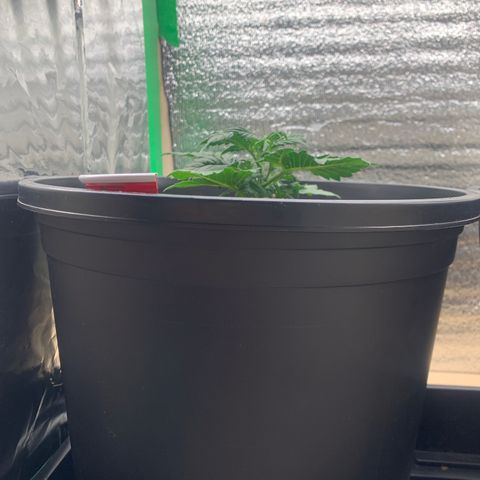 NYC diesel x White widow Auto growlog timeline photo