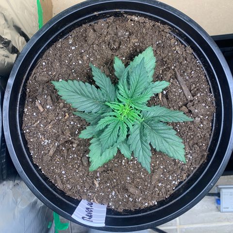 NYC diesel x White widow Auto growlog timeline photo