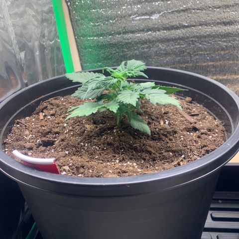 NYC diesel x White widow Auto growlog timeline photo