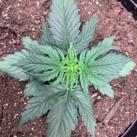 NYC diesel x White widow Auto growlog timeline photo