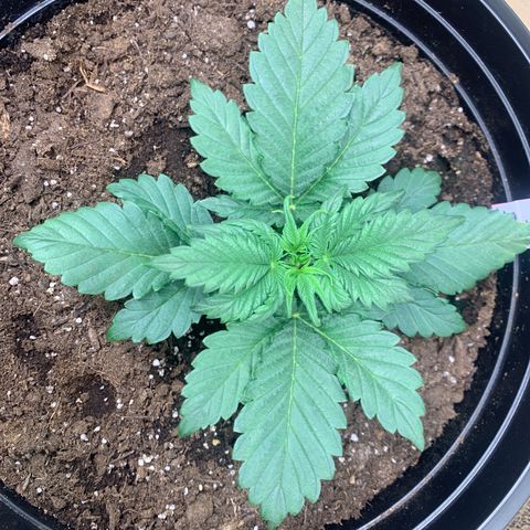 White widow Auto growlog timeline photo