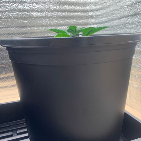 White widow Auto growlog timeline photo
