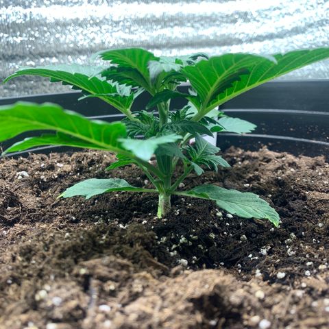 White widow Auto growlog timeline photo