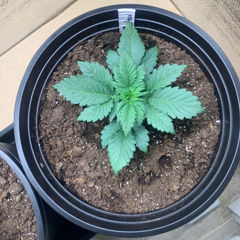 White widow Auto growlog timeline photo