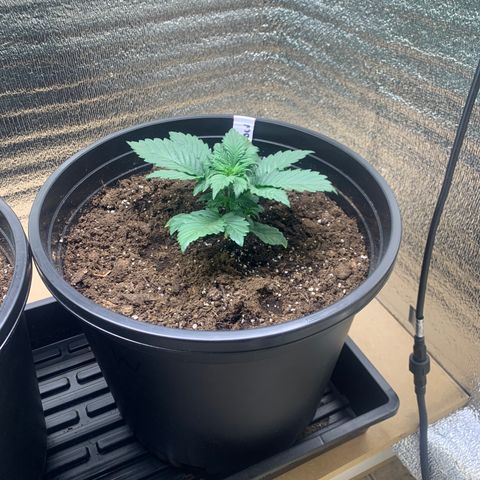 White widow Auto growlog timeline photo
