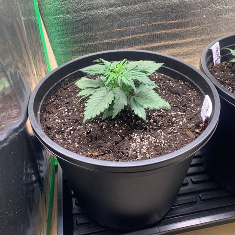 NYC diesel x White widow Auto growlog timeline photo