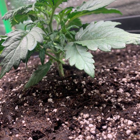 NYC diesel x White widow Auto growlog timeline photo