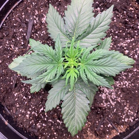NYC diesel x White widow Auto growlog timeline photo