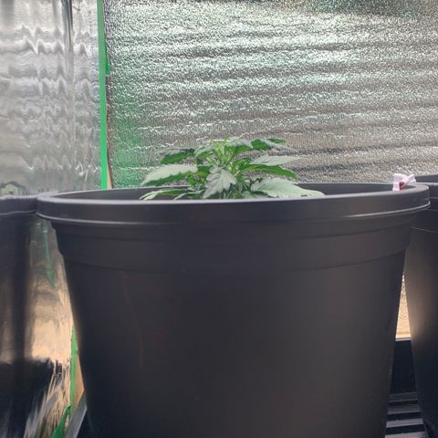 NYC diesel x White widow Auto growlog timeline photo