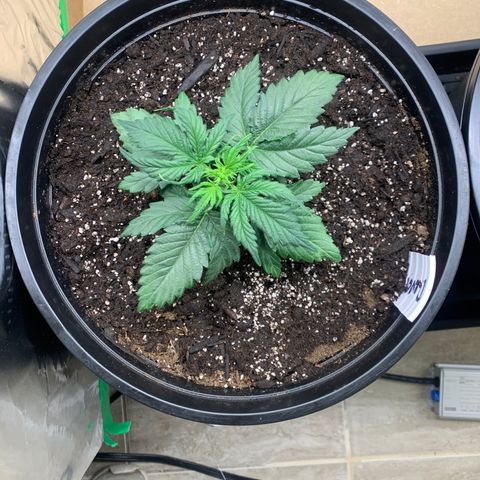 NYC diesel x White widow Auto growlog timeline photo