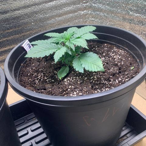 White widow Auto growlog timeline photo