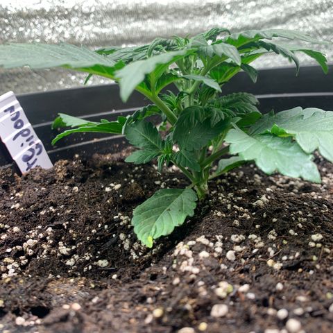 White widow Auto growlog timeline photo
