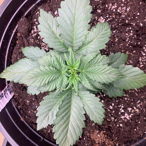 White widow Auto growlog timeline photo