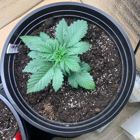 White widow Auto growlog timeline photo