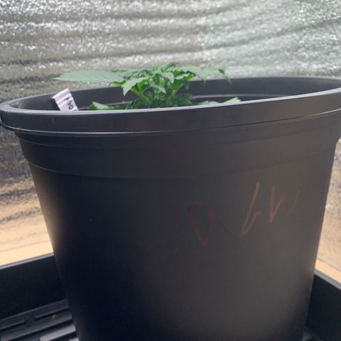 White widow Auto growlog timeline photo