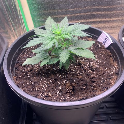 NYC diesel x White widow Auto growlog timeline photo