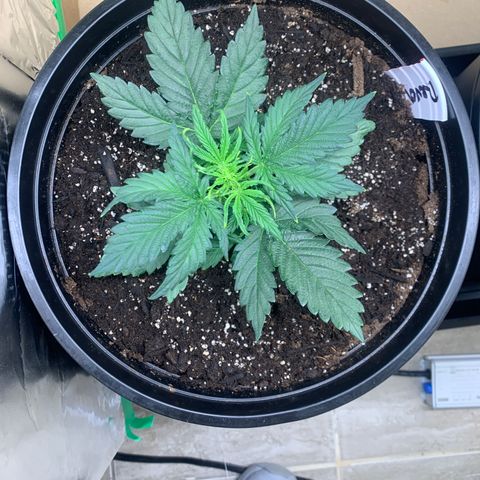 NYC diesel x White widow Auto growlog timeline photo