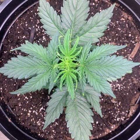 NYC diesel x White widow Auto growlog timeline photo
