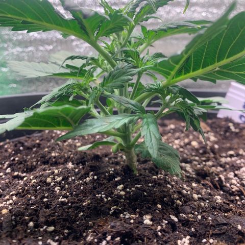 NYC diesel x White widow Auto growlog timeline photo