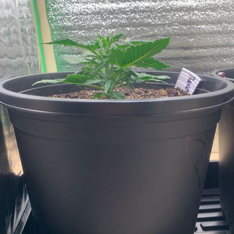 NYC diesel x White widow Auto growlog timeline photo