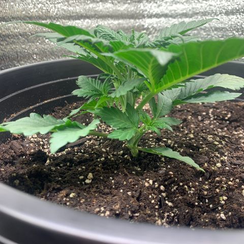 White widow Auto growlog timeline photo
