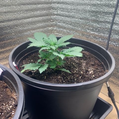 White widow Auto growlog timeline photo
