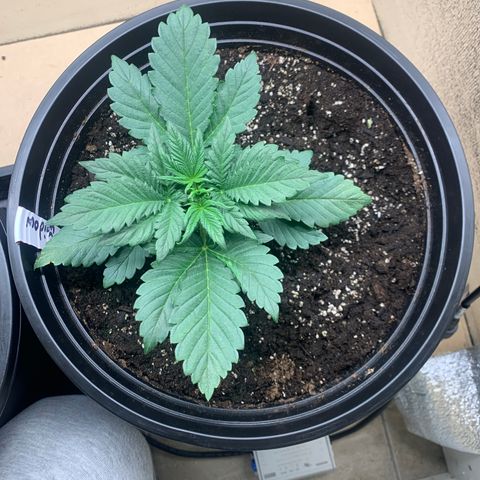 White widow Auto growlog timeline photo