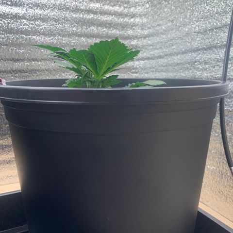 White widow Auto growlog timeline photo