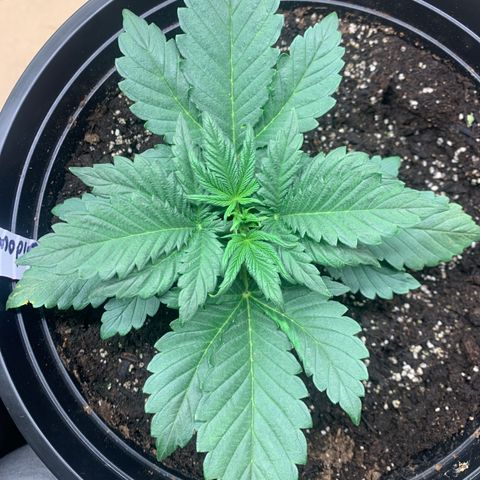White widow Auto growlog timeline photo