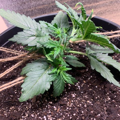 NYC diesel x White widow Auto growlog timeline photo