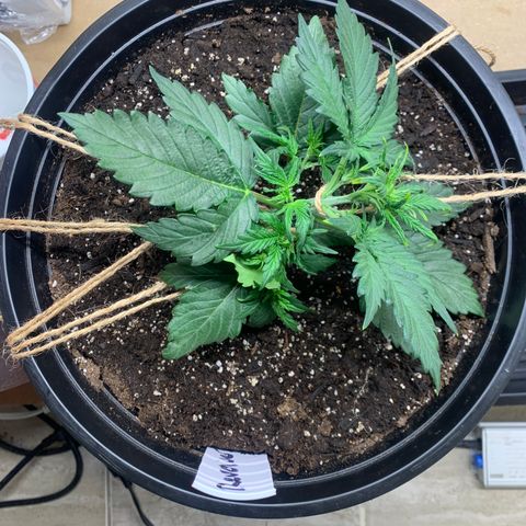 NYC diesel x White widow Auto growlog timeline photo