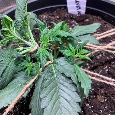 NYC diesel x White widow Auto growlog timeline photo