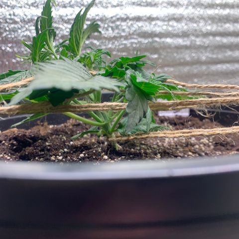 NYC diesel x White widow Auto growlog timeline photo