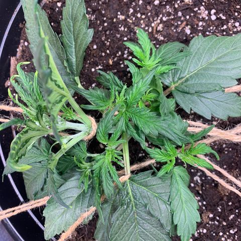 NYC diesel x White widow Auto growlog timeline photo