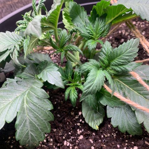 White widow Auto growlog timeline photo
