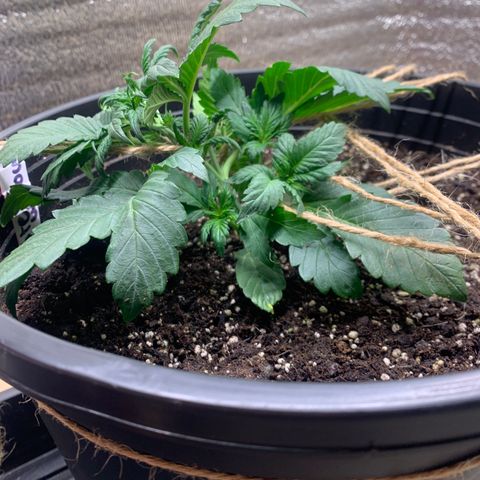 White widow Auto growlog timeline photo
