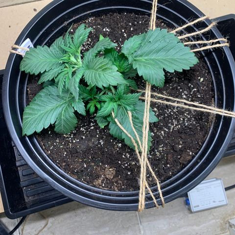 White widow Auto growlog timeline photo