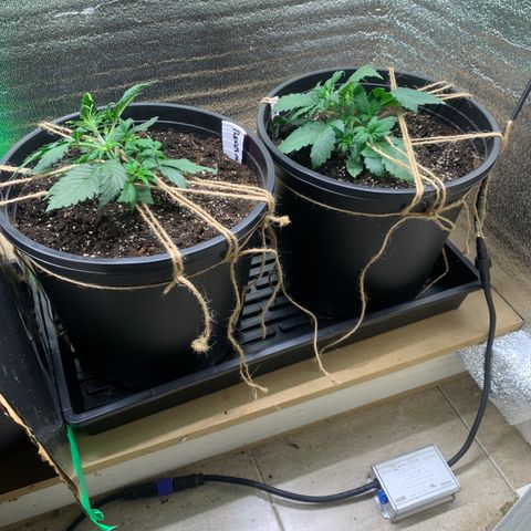 White widow Auto growlog timeline photo