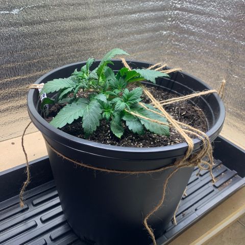 White widow Auto growlog timeline photo