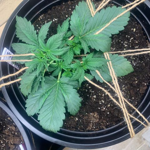 White widow Auto growlog timeline photo