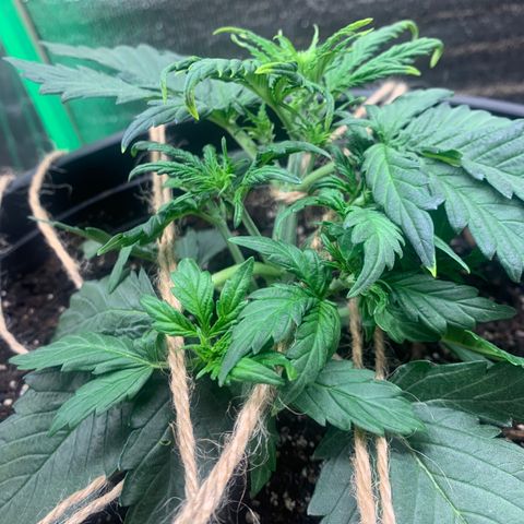 NYC diesel x White widow Auto growlog timeline photo