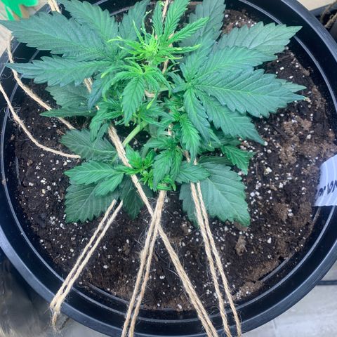 NYC diesel x White widow Auto growlog timeline photo