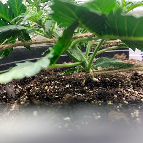 NYC diesel x White widow Auto growlog timeline photo