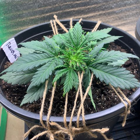 NYC diesel x White widow Auto growlog timeline photo