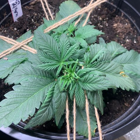 White widow Auto growlog timeline photo
