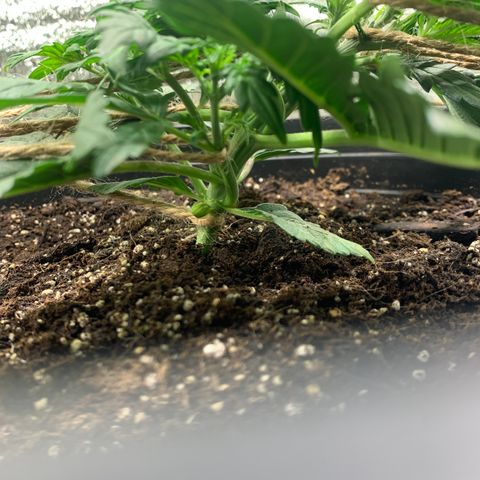 NYC diesel x White widow Auto growlog timeline photo