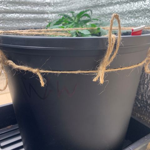 White widow Auto growlog timeline photo