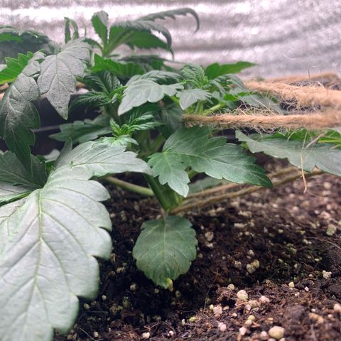 White widow Auto growlog timeline photo
