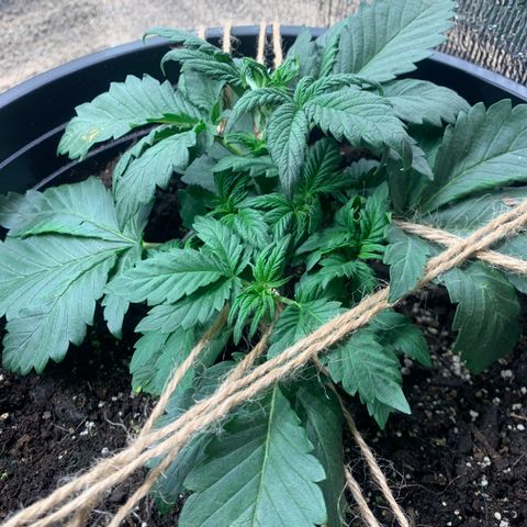 White widow Auto growlog timeline photo