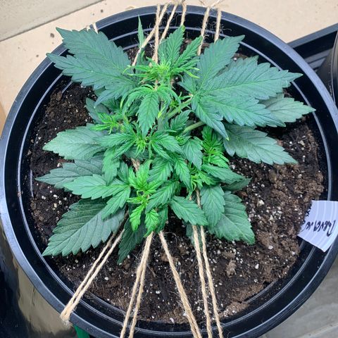 NYC diesel x White widow Auto growlog timeline photo